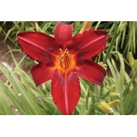 daylilies: REMEMBERING GRANDMA (VT)
