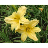 daylilies: BRIGHT IDEA (VT)