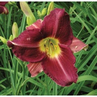 daylilies: BLACK CHERRY type (VT)