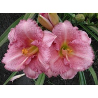 daylilies: BROADWAY PINK SLIPPERS