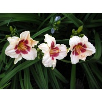 daylilies: BROKEN HEART
