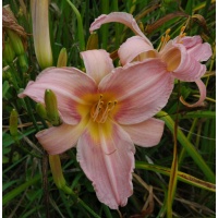 daylilies: BRUSHED WATERCOLOR (VT)