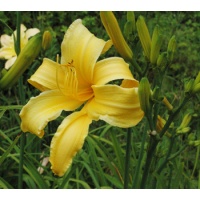daylilies: + 130 (VT)