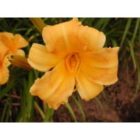 daylilies: BUTTERSCOTCH HARVEST (VT)