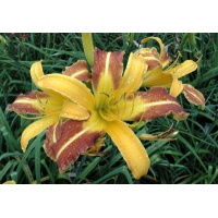 daylilies: CABALLERO