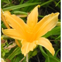 daylilies: + 209 (VT)