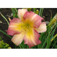 daylilies: ABALONE (VT)