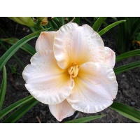 daylilies: AGE OF INNOCENCE
