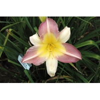 daylilies: ALICE IN PALM BEACH (VT)