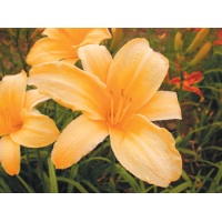 daylilies: CANARY GIANT (VT)
