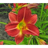 daylilies: + 95-1B Sobek (VT)