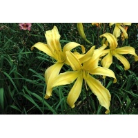 daylilies: DIVERTISSMENT