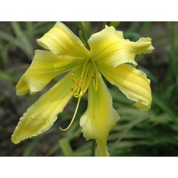 daylilies: SPIDER MIRACLE