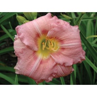 daylilies: MAIDEN'S KISS