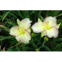 daylilies: FORSYTH RASPBERRY RIMMED