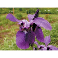 daylilies: Iris siberica MOON SPRITE