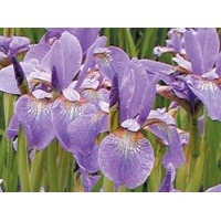 daylilies: Iris siberica BLUE CHARM