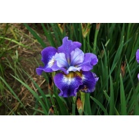 daylilies: Iris siberica Special Ruffles (VT)