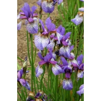 daylilies: Iris siberica MAD MAGENTA