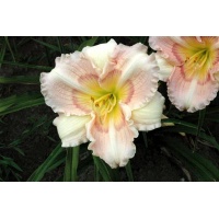 daylilies: LITTLE LORRIE