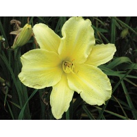 daylilies: YELLOW LION