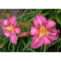 daylilies: CHICAGO ARNIE'S CHOICE