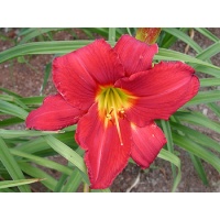 daylilies: CHICAGO ATLAS