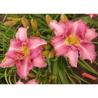 daylilies: CHICAGO CATTLEYA