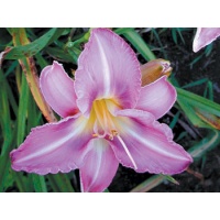 daylilies: CHICAGO JEWEL