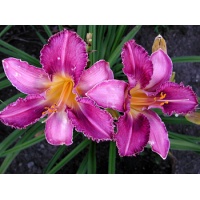 daylilies: CHICAGO KNOBBY