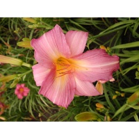 daylilies: DOTTIE WARWICK