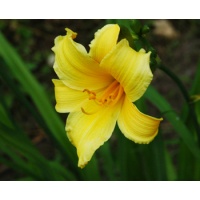 daylilies: + H. multiflora Yellow type (VT)