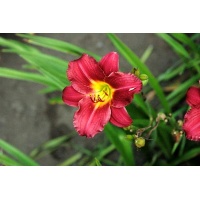 daylilies: DARKLING (VT)