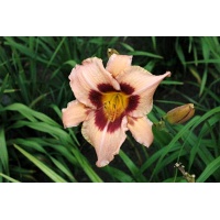 daylilies: OLALLIE PURPLE POWER (VT)
