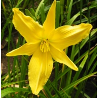daylilies: OLALLIE SPIDER WEB (VT)