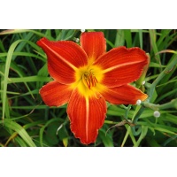 daylilies: DOUBLE BEAUTY