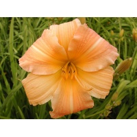 daylilies: CLEMENTINE (VT)