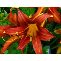 daylilies: NADA (RA)