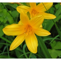 daylilies: ELIZABETH