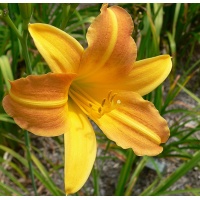 daylilies: BOUTONNIERE