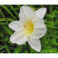 daylilies: CONGENIALITY