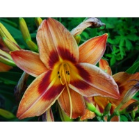 daylilies: BOLD & BRASSY