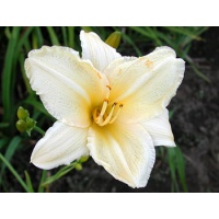 daylilies: CREAMY YELLOW (VT)
