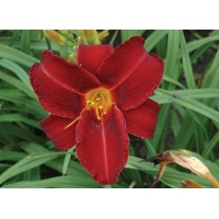 daylilies: OLALLIE FLAMENCO type (VT)