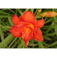 daylilies: DECATUR DOUBLE DANDY