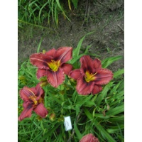 daylilies: OLALLIE BETTY GRODEN