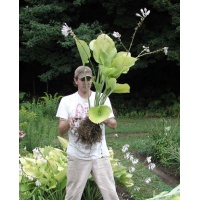 daylilies: Hosta Sum and Substance