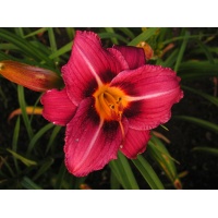 daylilies: DARIUS