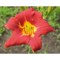 daylilies: 4-11