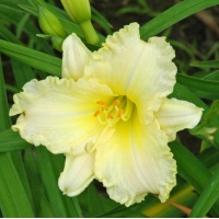 daylilies: 33-07